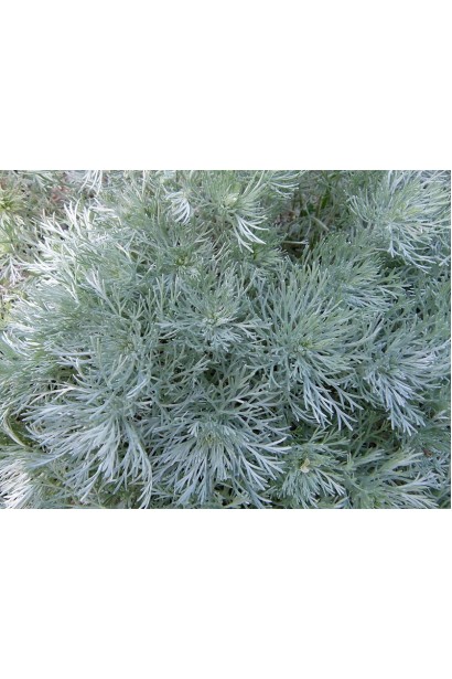 Полин Шмідта Нана з густим сріблясто-зеленим листям в саду.