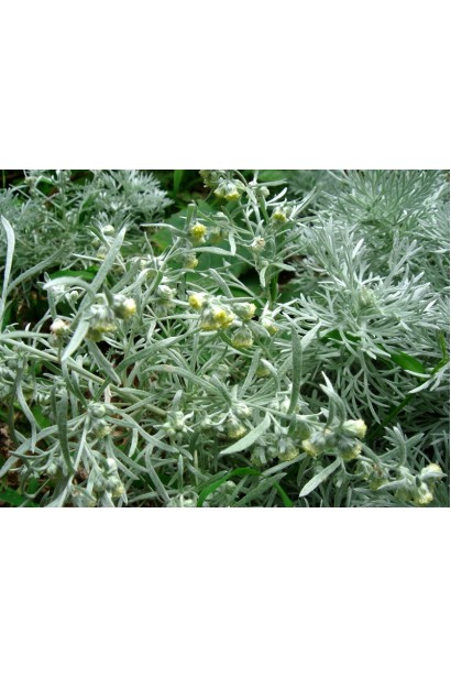 Artemisia schmidtiana Nana створює ефект сріблястого покриву в ландшафті.