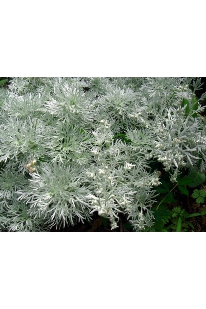 Artemisia schmidtiana Nana