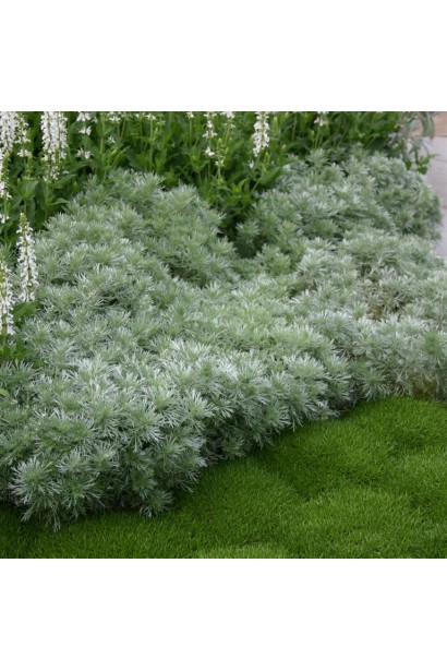 Компактний полин Шмідта Нана ідеальний для бордюрів і низьких огорож.