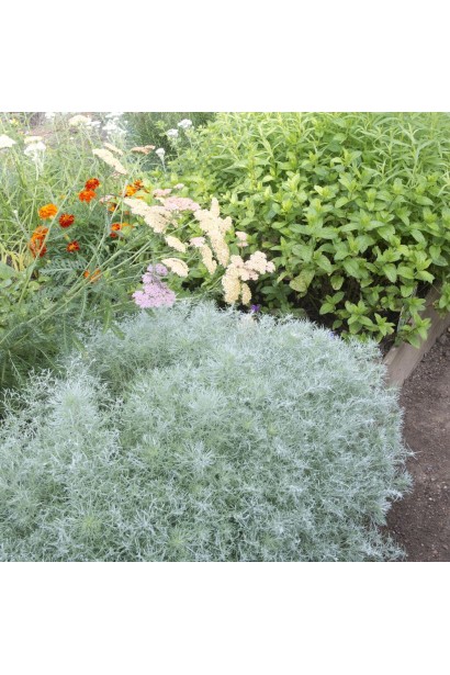 Полин шмідта Нана