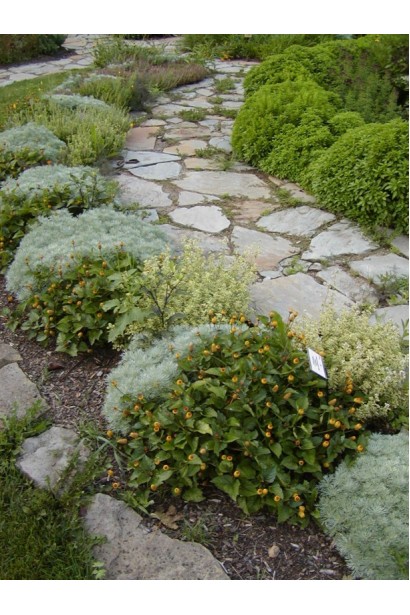 Мініатюрний кущ полину Нана додає текстури у композиції.