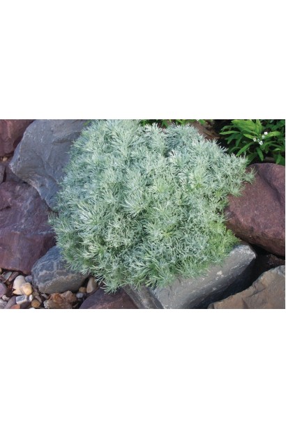 Полин шмідта Нана