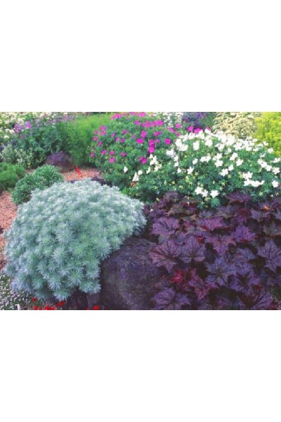 Кущ Artemisia Nana прекрасно доповнює композиції з багаторічниками.