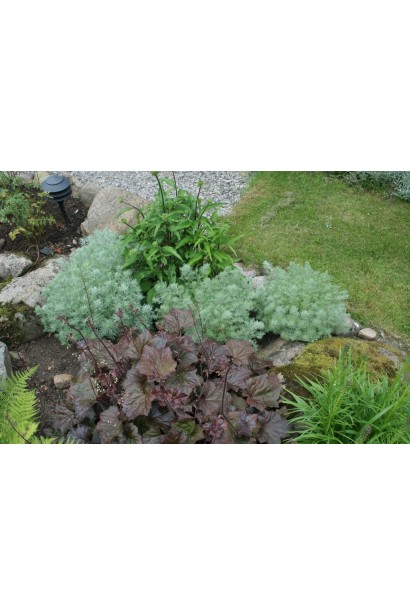 Полин Нана підходить для рокаріїв та альпійських гірок.