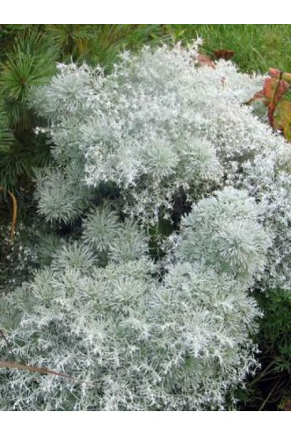 Листя полину Нана має сріблястий відтінок і приємну текстуру.