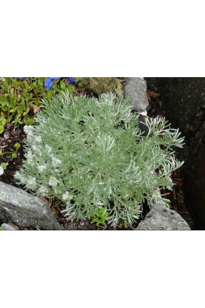 Полин шмідта Нана 