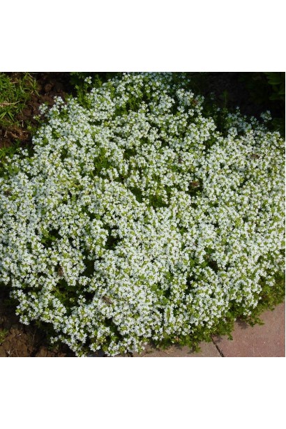 Тимьян Thymus vulgaris Alba – элегантный выбор.