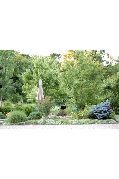 Тимьян обыкновенный Альба / Тимьян в ландшафте