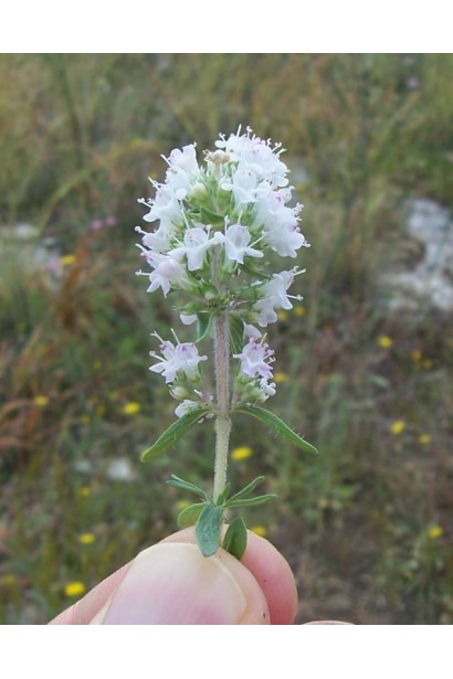 Тимьян обыкновенный Альба / Чабрец