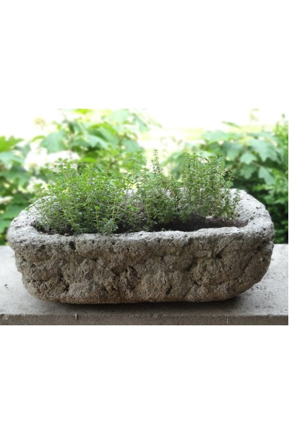 Thymus vulgaris Alba – компактный ароматный кустик.