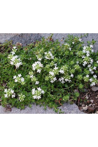 Тимьян обыкновенный Альба для ароматного сада.