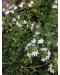 Тимьян обыкновенный Альба / Чабрец | Чебрець звичайний Альба / Тим’ян | Thymus vulgaris Alba