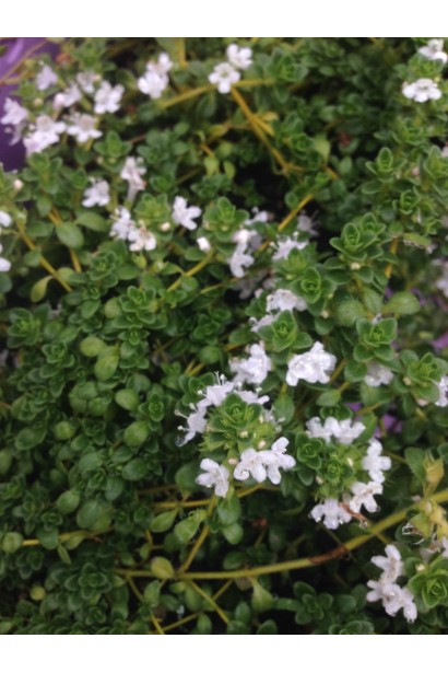 Белые цветы чабреца обычного Альба.