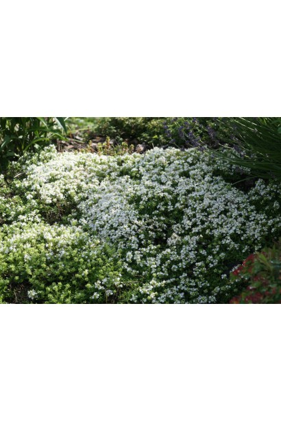 Тимьян Альба – чабрец с белыми цветами.