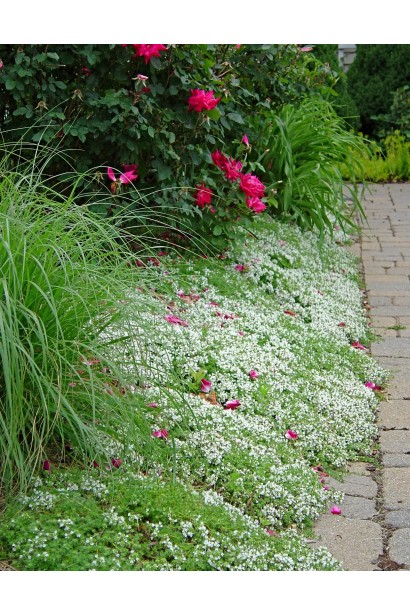 Тимьян Альба – декоративная пряность для клумб.