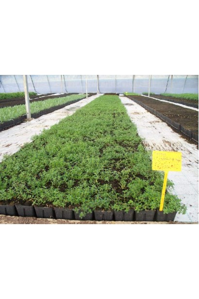 Thymus vulgaris Alba