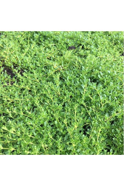 Тимьян Thymus vulgaris Alba – красота и польза.