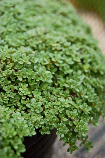 Тимьян Альба – естественный аромат и декоративность.