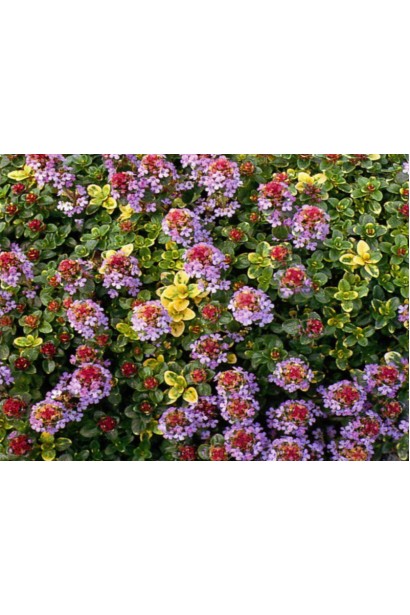 Тимьян лимонный Донна Валлей / Чабрец