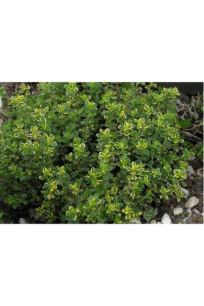 Thymus citriodorus Doone Valley