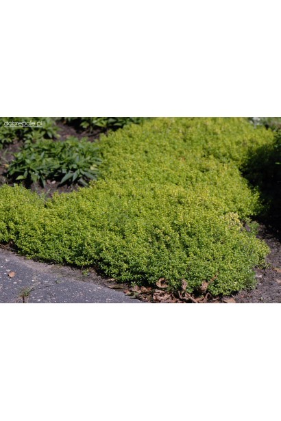 Тимьян лимонный Донна Валлей / Чабрец