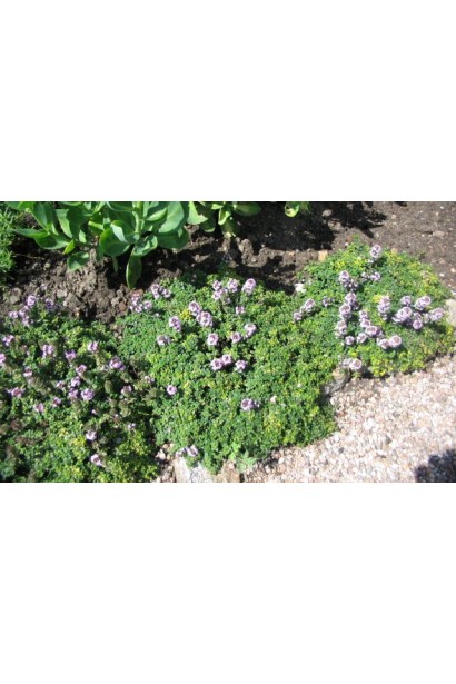 Тимьян лимонный для кулинарии и декоративного садоводства.