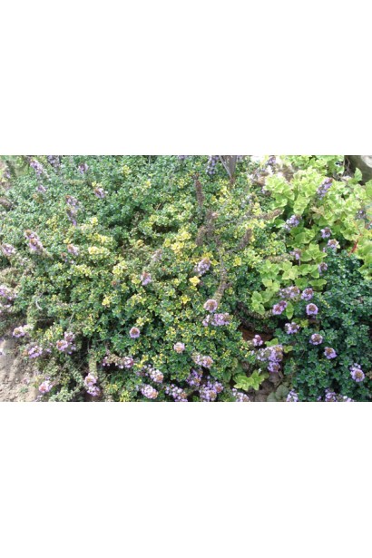 Тимьян лимонный Донна Валлей / Чабрец