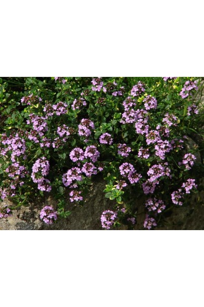 Тимьян Донна Валлей – ароматная трава для альпийских горок.