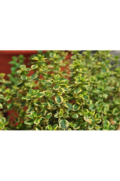 Тимьян Doone Valley – яркое украшение для сада.