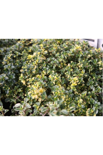 Тимьян лимонный Донна Валлей с золотистыми листьями.