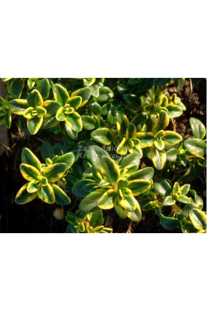 Ароматный чабрец Донна Валлей с лимонным оттенком.