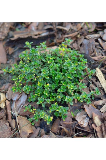 Тимьян Doone Valley – декоративный и полезный садовый элемент.