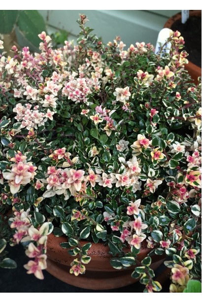 Чебрець лимонний Раста / Тим’ян | Thymus citriodorus Rasta | Тимьян лимонный Раста / Чабрец