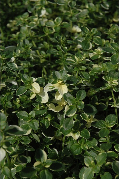 Листя тим’яну Rasta із соковитим лимонним ароматом.