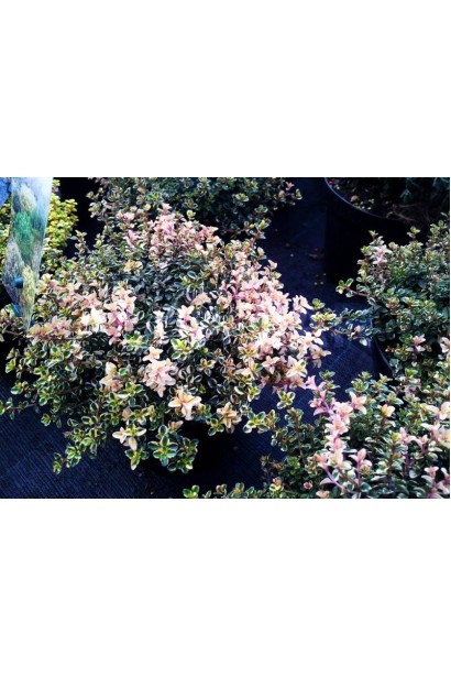 Тим’ян Rasta – ідеальний вибір для бордюрів.