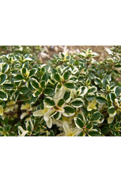 Чебрець лимонний Раста / Тим’ян