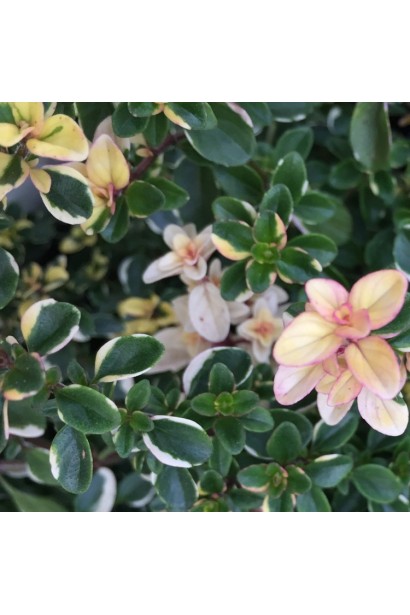 Чебрець Раста з тонким лимонним ароматом.