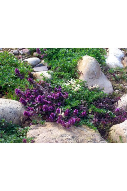 Тим’ян Rasta – декоративна трава для альпійських гірок.