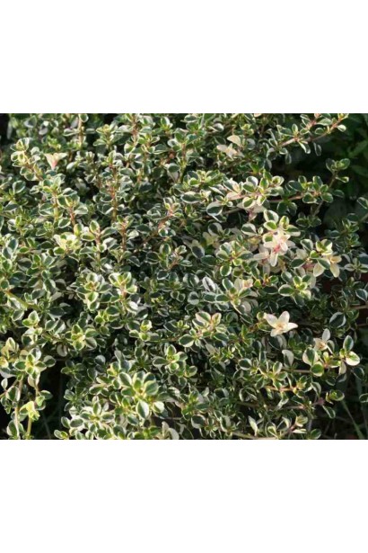 Лимонний чебрець Раста з яскравими зеленими листками.