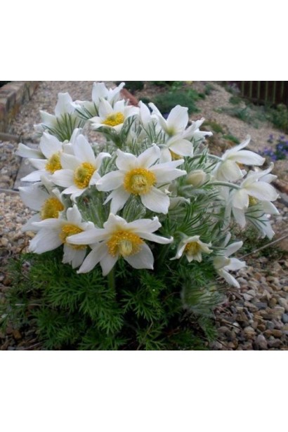 Расцветающий прострел в весеннем саду с яркими цветами.