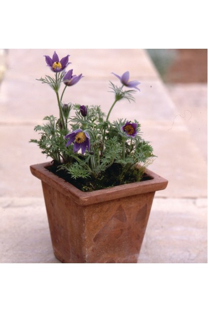 Саженец сон травы Pulsatilla vulgaris в горшке для посадки.
