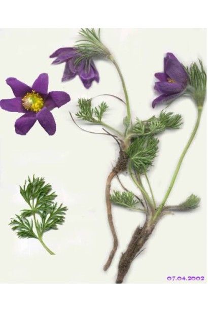 Прострел обыкновенный / Сон-трава