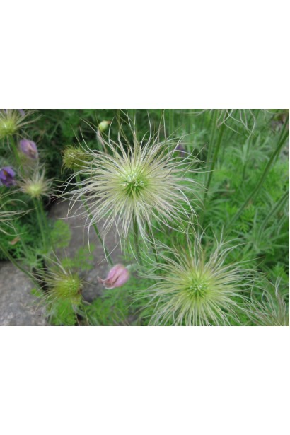 Прострел обыкновенный / Сон-трава (ассорти)