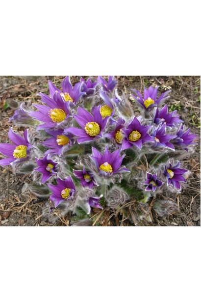 Цветы прострела обыкновенного с нежными фиолетовыми лепестками.