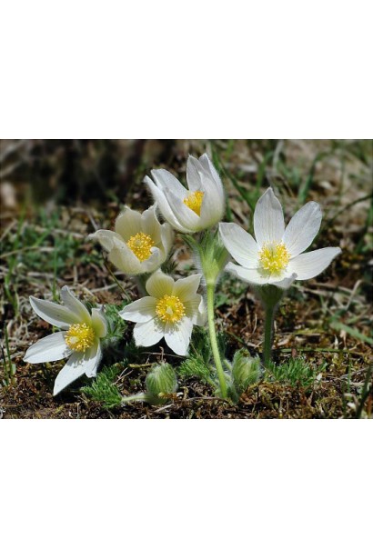 Прострел обыкновенный / Сон-трава (ассорти)