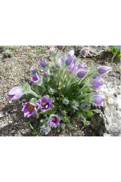 Куст прострел с цветами и декоративными серебристыми листьями.