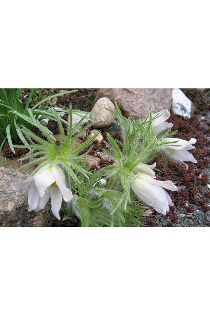 Пульсатилла обычная украшает ландшафт своей природной красотой.