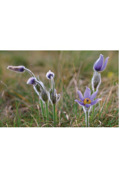 Цветущий кустарник Pulsatilla vulgaris на фоне весенний пейзаж.