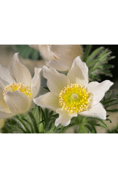 Цветы Pulsatilla vulgaris с ярко-желтыми тычинками.